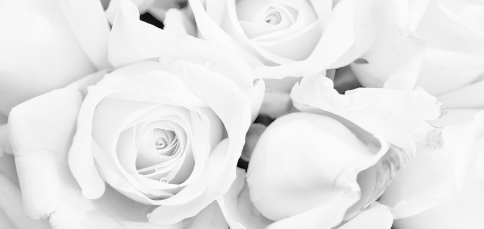 white roses