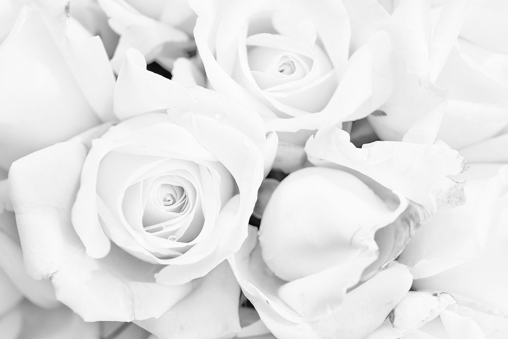 white roses